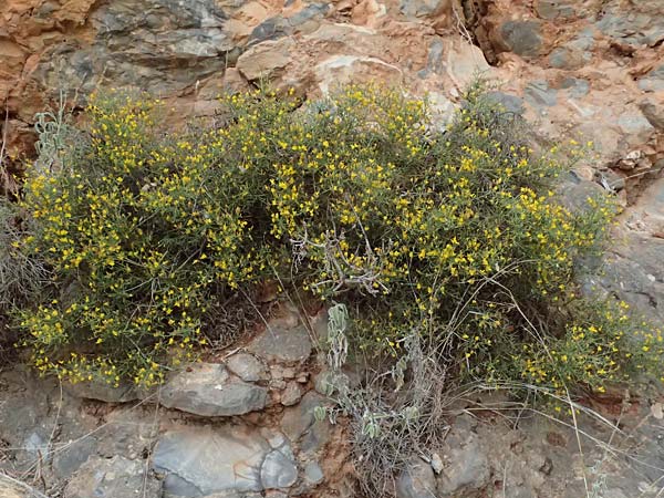 Calicotome villosa \ Behaarter Dorn-Ginster, GR Peloponnes, Taygetos, Proastio 26.5.2024