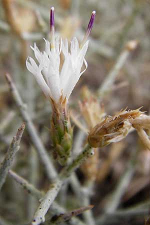 Centaurea spinosa \ Dornige Flockenblume / Prickly-Branched Centaury, GR Euboea (Evia), Kalianou 29.8.2014