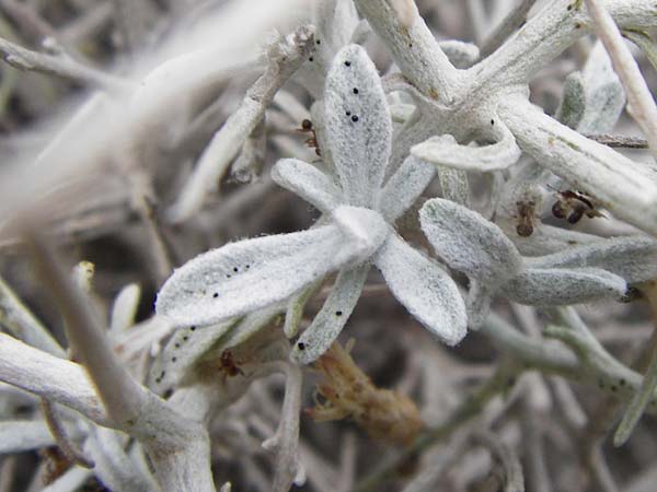 Centaurea spinosa \ Dornige Flockenblume / Prickly-Branched Centaury, GR Euboea (Evia), Kalianou 29.8.2014