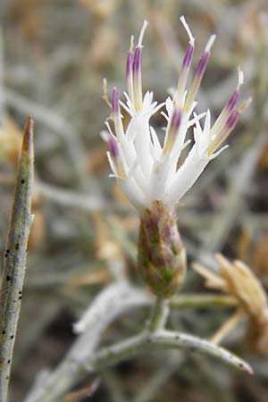 Centaurea spinosa \ Dornige Flockenblume / Prickly-Branched Centaury, GR Euboea (Evia), Kalianou 29.8.2014