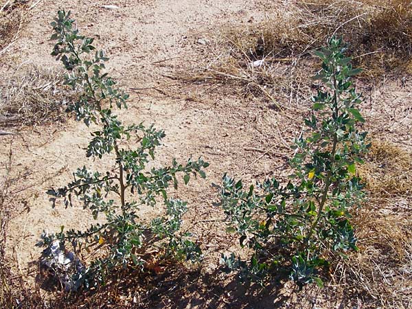 Chenopodium ficifolium \ Feigenblttriger Gnsefu / Fig-Leaved Goosefoot, GR Athen 4.9.2014