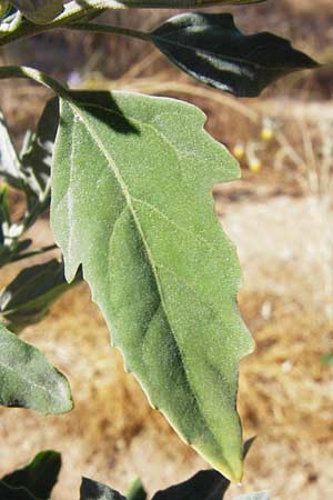 Chenopodium ficifolium \ Feigenblttriger Gnsefu / Fig-Leaved Goosefoot, GR Athen 4.9.2014