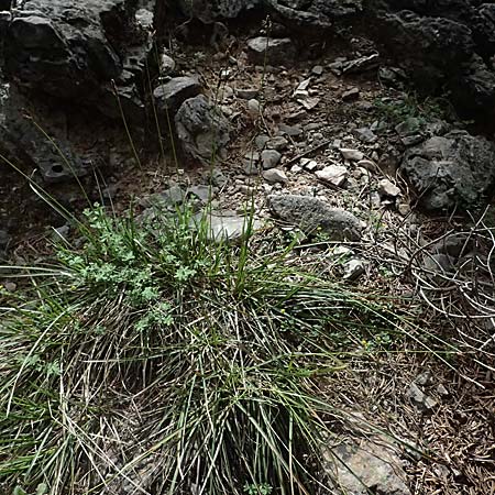 Carex spicata \ Stachel-Segge, Korkfrchtige Segge / Spicate Sedge, Prickly Sedge, GR Peloponnes, Saitas 19.5.2024