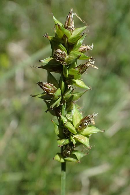 Carex spicata \ Stachel-Segge, Korkfrchtige Segge / Spicate Sedge, Prickly Sedge, GR Peloponnes, Saitas 19.5.2024