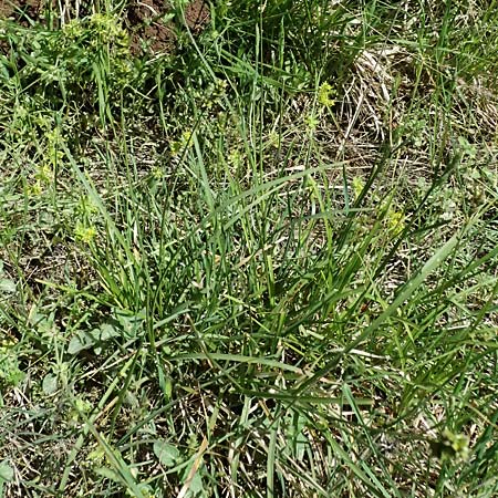Carex spicata \ Stachel-Segge, Korkfrchtige Segge / Spicate Sedge, Prickly Sedge, GR Peloponnes, Saitas 19.5.2024