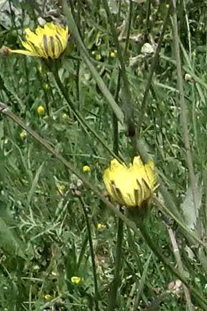 Crepis neglecta subsp. graeca \ Griechischer Pippau / Greek Hawk's-Beard, GR Peloponnes, Mt. Kyllini, Mesi Trikalon 21.5.2024