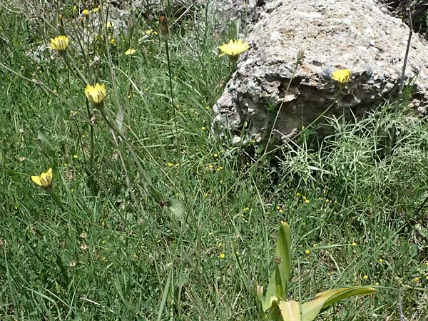 Crepis neglecta subsp. graeca \ Griechischer Pippau / Greek Hawk's-Beard, GR Peloponnes, Mt. Kyllini, Mesi Trikalon 21.5.2024