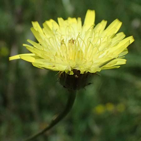 Crepis neglecta subsp. graeca \ Griechischer Pippau / Greek Hawk's-Beard, GR Peloponnes, Mt. Kyllini, Mesi Trikalon 21.5.2024
