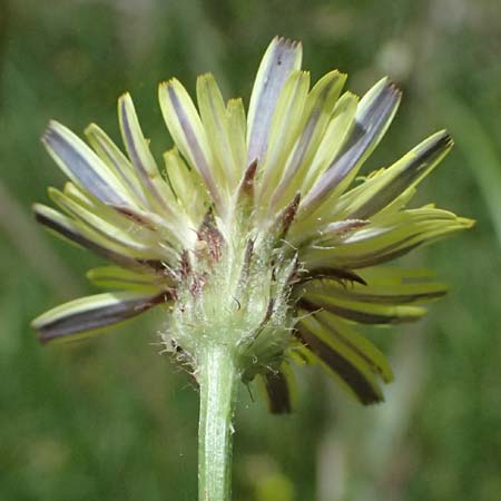 Crepis neglecta subsp. graeca \ Griechischer Pippau / Greek Hawk's-Beard, GR Peloponnes, Mt. Kyllini, Mesi Trikalon 21.5.2024