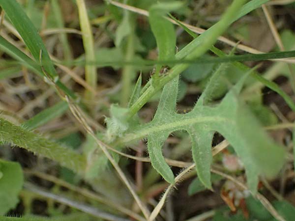 Crepis neglecta subsp. graeca \ Griechischer Pippau / Greek Hawk's-Beard, GR Peloponnes, Mt. Kyllini, Mesi Trikalon 21.5.2024