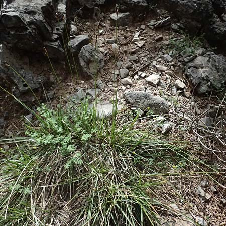 Carex macrolepis \ Gro&szlig;schuppige Segge / Large-Flaky Sedge, GR Peloponnes, Mt. Kyllini, Ziria 21.5.2024