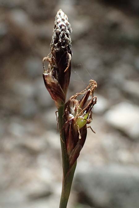Carex macrolepis \ Gro&szlig;schuppige Segge / Large-Flaky Sedge, GR Peloponnes, Mt. Kyllini, Ziria 21.5.2024