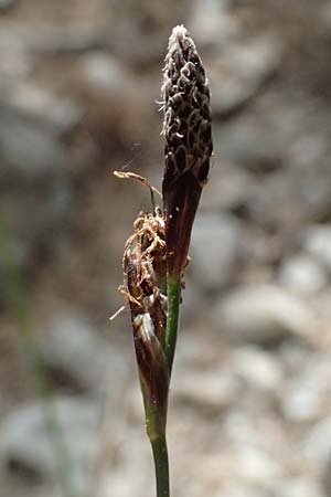 Carex macrolepis \ Gro&szlig;schuppige Segge / Large-Flaky Sedge, GR Peloponnes, Mt. Kyllini, Ziria 21.5.2024