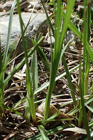 Carex macrolepis \ Gro&szlig;schuppige Segge / Large-Flaky Sedge, GR Peloponnes, Mt. Kyllini, Ziria 21.5.2024
