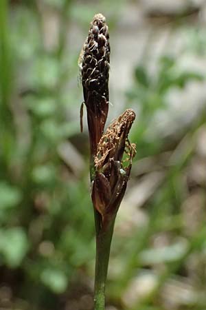 Carex macrolepis \ Gro&szlig;schuppige Segge / Large-Flaky Sedge, GR Peloponnes, Mt. Kyllini, Ziria 21.5.2024