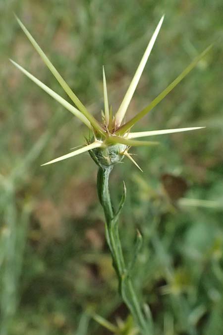 Centaurea solstitialis \ Sonnwend-Flockenblume / Yellow Star Thistle, GR Peloponnes, Stoupa 26.5.2024