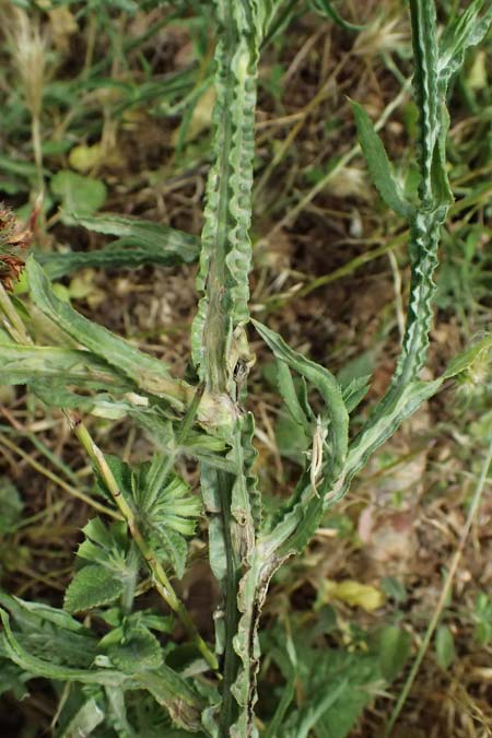 Centaurea solstitialis \ Sonnwend-Flockenblume / Yellow Star Thistle, GR Peloponnes, Stoupa 26.5.2024