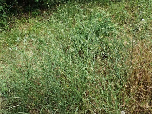 Centaurea solstitialis \ Sonnwend-Flockenblume / Yellow Star Thistle, GR Peloponnes, Stoupa 26.5.2024