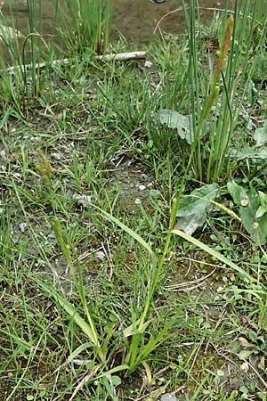 Carex punctata \ Punktierte Segge / Dotted Sedge, GR Peloponnes, Taygetos 27.5.2024
