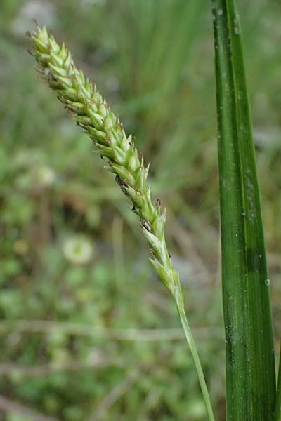 Carex punctata \ Punktierte Segge / Dotted Sedge, GR Peloponnes, Taygetos 27.5.2024