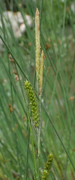 Carex punctata \ Punktierte Segge / Dotted Sedge, GR Peloponnes, Taygetos 27.5.2024