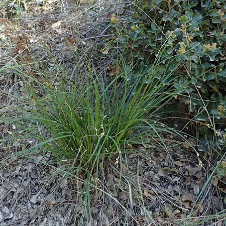Carex illegitima \ Illegitime Segge / Illegitimate Sedge, GR Hymettos 18.4.2026