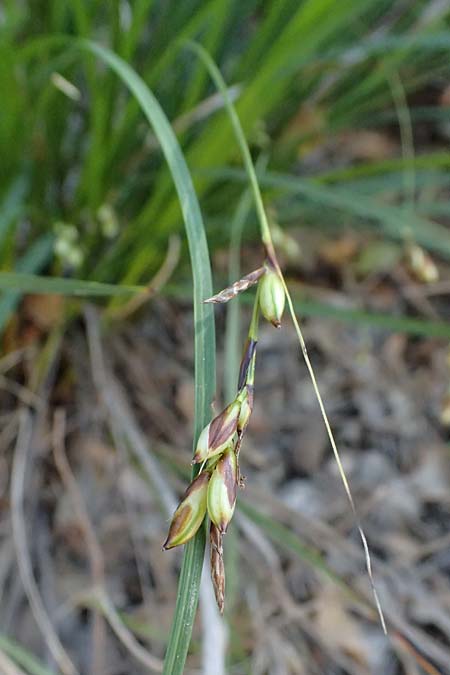 Carex illegitima \ Illegitime Segge / Illegitimate Sedge, GR Hymettos 18.4.2026