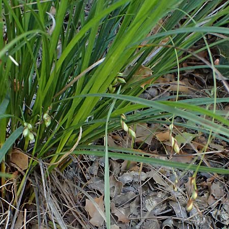 Carex illegitima \ Illegitime Segge / Illegitimate Sedge, GR Hymettos 18.4.2026