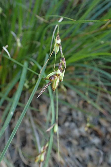 Carex illegitima \ Illegitime Segge / Illegitimate Sedge, GR Hymettos 18.4.2026