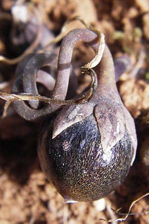 Cyclamen graecum \ Griechisches Alpenveilchen / Greek Cyclamen, GR Hymettos 2.4.2013