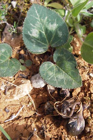 Cyclamen graecum \ Griechisches Alpenveilchen / Greek Cyclamen, GR Hymettos 2.4.2013