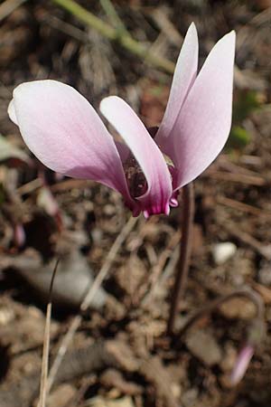 Cyclamen graecum \ Griechisches Alpenveilchen / Greek Cyclamen, GR Euboea (Evia), Agdines 27.8.2017