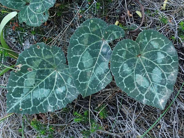 Cyclamen graecum \ Griechisches Alpenveilchen / Greek Cyclamen, GR Hymettos 13.4.2024