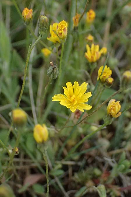 Crepis neglecta subsp. corymbosa \ Doldiger Pippau / Corymbose Hawk's-Beard, GR Peloponnes, Mt. Kyllini, Ziria 21.5.2024