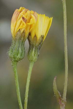 Crepis neglecta subsp. corymbosa \ Doldiger Pippau / Corymbose Hawk's-Beard, GR Peloponnes, Mt. Kyllini, Ziria 21.5.2024