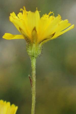 Crepis neglecta subsp. corymbosa \ Doldiger Pippau / Corymbose Hawk's-Beard, GR Peloponnes, Mt. Kyllini, Ziria 21.5.2024