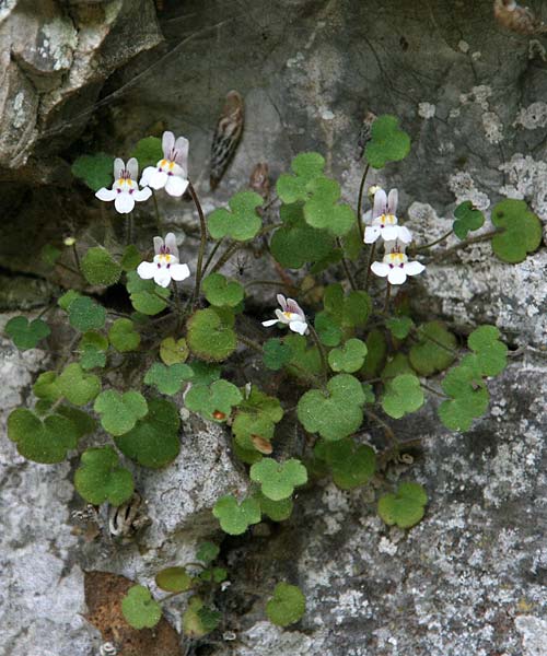 Cymbalaria microcalyx \ Kleinkelchiges Zimbelkraut / Small-Sepal Toadflax, GR Peloponnes, Chelmos 7.5.2015 (Photo: Gisela Nikolopoulou)