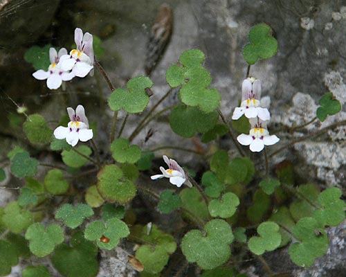Cymbalaria microcalyx \ Kleinkelchiges Zimbelkraut / Small-Sepal Toadflax, GR Peloponnes, Chelmos 7.5.2015 (Photo: Gisela Nikolopoulou)