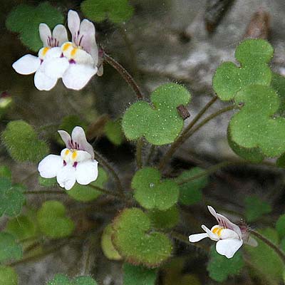 Cymbalaria microcalyx \ Kleinkelchiges Zimbelkraut / Small-Sepal Toadflax, GR Peloponnes, Chelmos 7.5.2015 (Photo: Gisela Nikolopoulou)