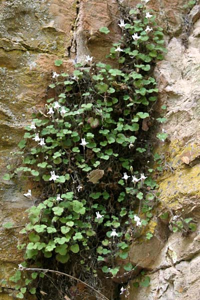 Cymbalaria microcalyx \ Kleinkelchiges Zimbelkraut / Small-Sepal Toadflax, GR Peloponnes, Chelmos 7.5.2015 (Photo: Gisela Nikolopoulou)
