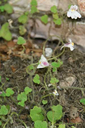 Cymbalaria microcalyx \ Kleinkelchiges Zimbelkraut / Small-Sepal Toadflax, GR Peloponnes, Chelmos 26.5.2014 (Photo: Gisela Nikolopoulou)