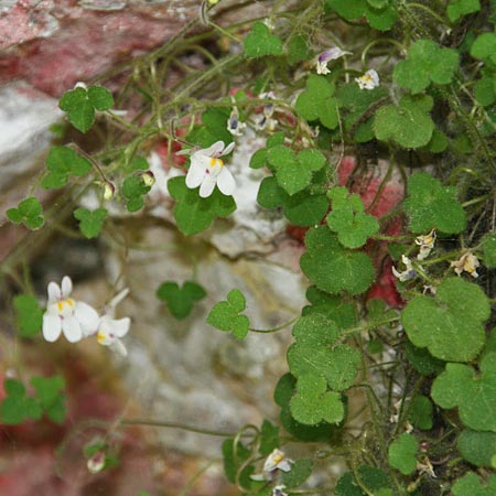 Cymbalaria microcalyx \ Kleinkelchiges Zimbelkraut / Small-Sepal Toadflax, GR Peloponnes, Chelmos 26.5.2014 (Photo: Gisela Nikolopoulou)