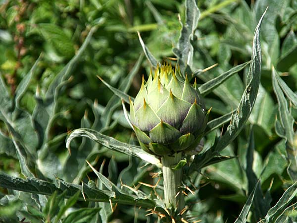 Cynara cardunculus var. sylvestris \ Wilde Artischocke / Cardoon, GR Korinth/Corinth 16.4.2012 (Photo: Gisela Nikolopoulou)