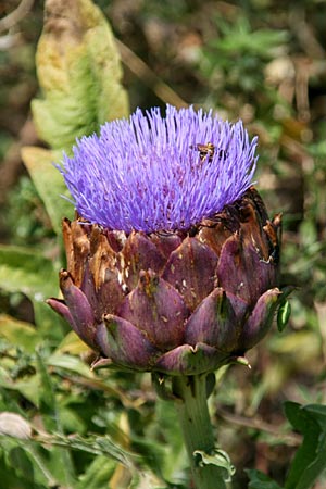 Cynara cardunculus var. scolymus \ Artischocke / Globe Artichoke, Cardoon, GR Korinth/Corinth 28.6.2011 (Photo: Gisela Nikolopoulou)