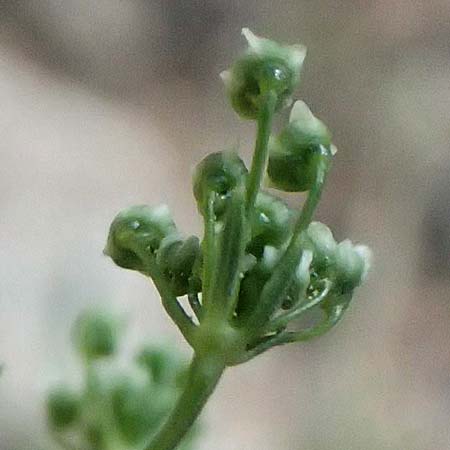 Scaligeria napiformis \ Kretische Erdkastanie / Scaligeria, GR Hymettos 13.4.2024
