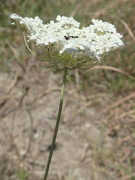 Daucus carota subsp. maximus \ Riesen-M�hre / Bird's Nest, GR Euboea (Evia), Kanatadika 25.8.2017