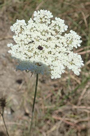 Daucus carota subsp. maximus \ Riesen-M�hre / Bird's Nest, GR Euboea (Evia), Kanatadika 25.8.2017
