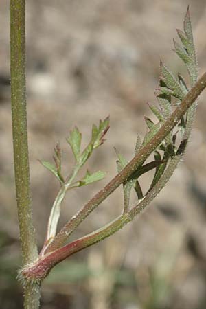 Daucus carota subsp. maximus \ Riesen-M�hre / Bird's Nest, GR Euboea (Evia), Kanatadika 25.8.2017