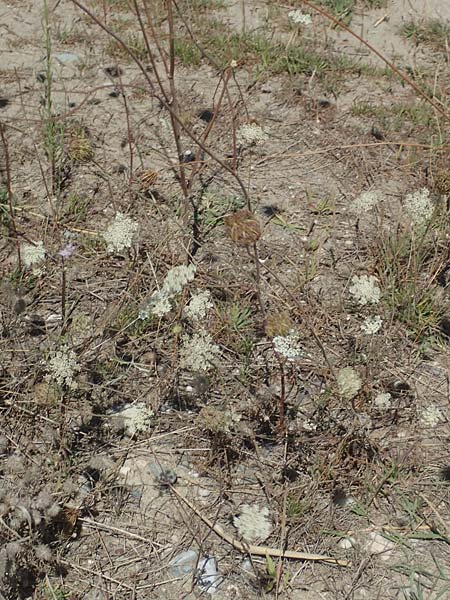 Daucus carota subsp. maximus \ Riesen-M�hre / Bird's Nest, GR Euboea (Evia), Kanatadika 25.8.2017