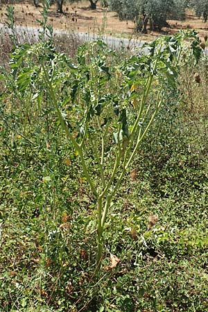 Datura stramonium \ Gewhnlicher Stechapfel / Thorn Apple, GR Euboea (Evia), Istiea 27.8.2017
